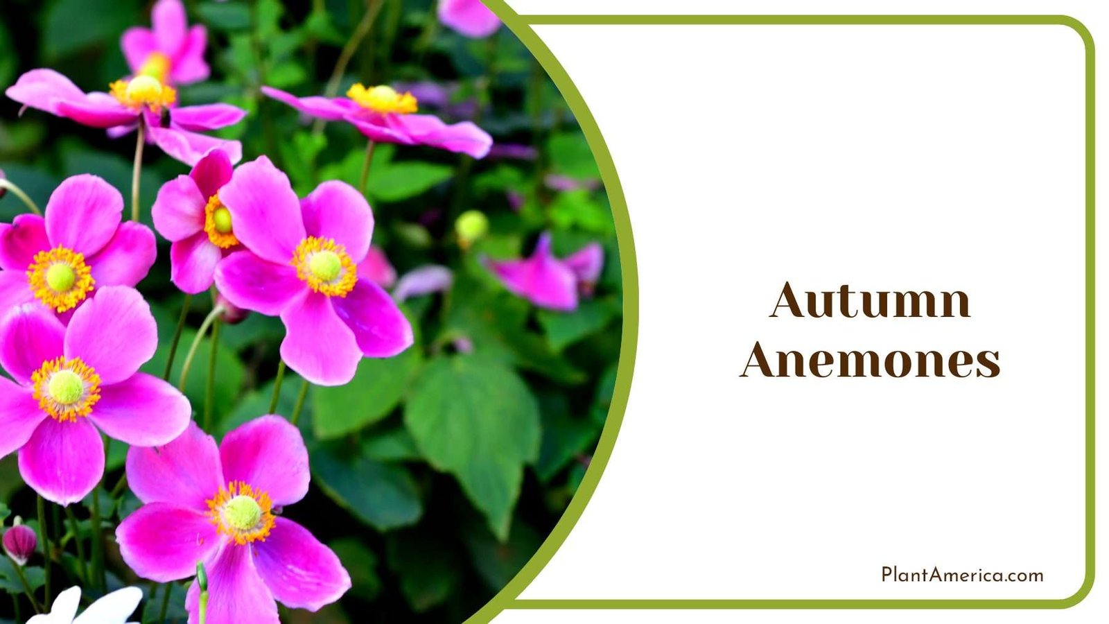 Embracing Late Season Beauty In Gardens Plant America