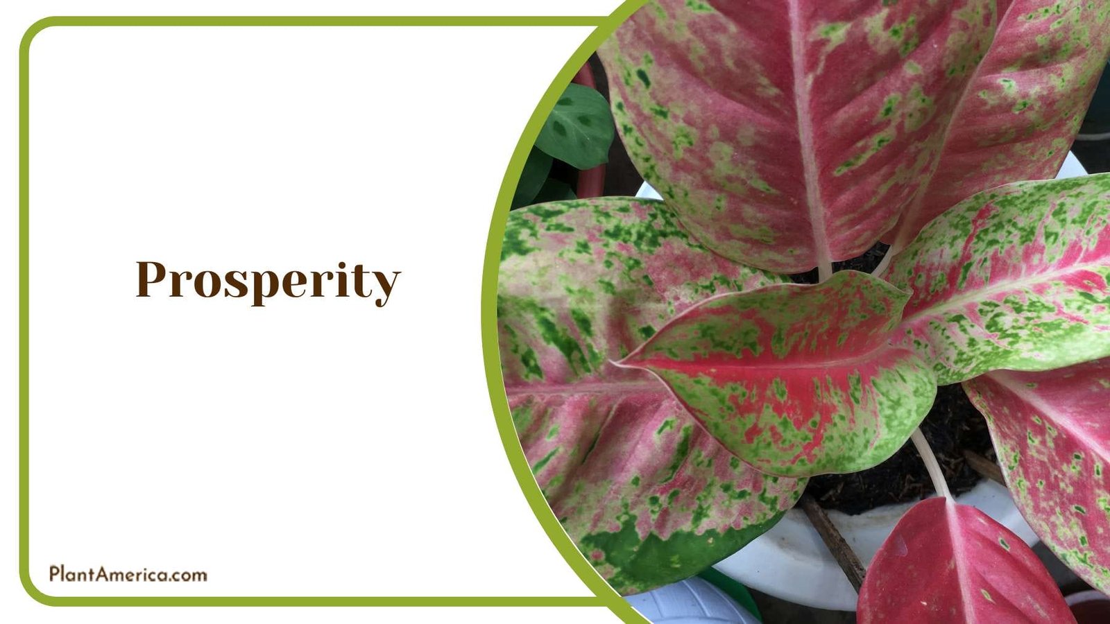 Embracing Positive Energy For Prosperity PlantAmerica