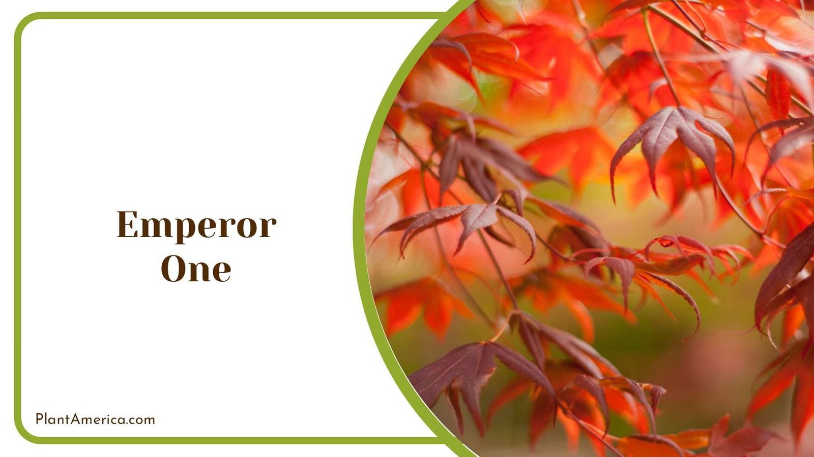 Emperor One s Exquisite Foliage PlantAmerica