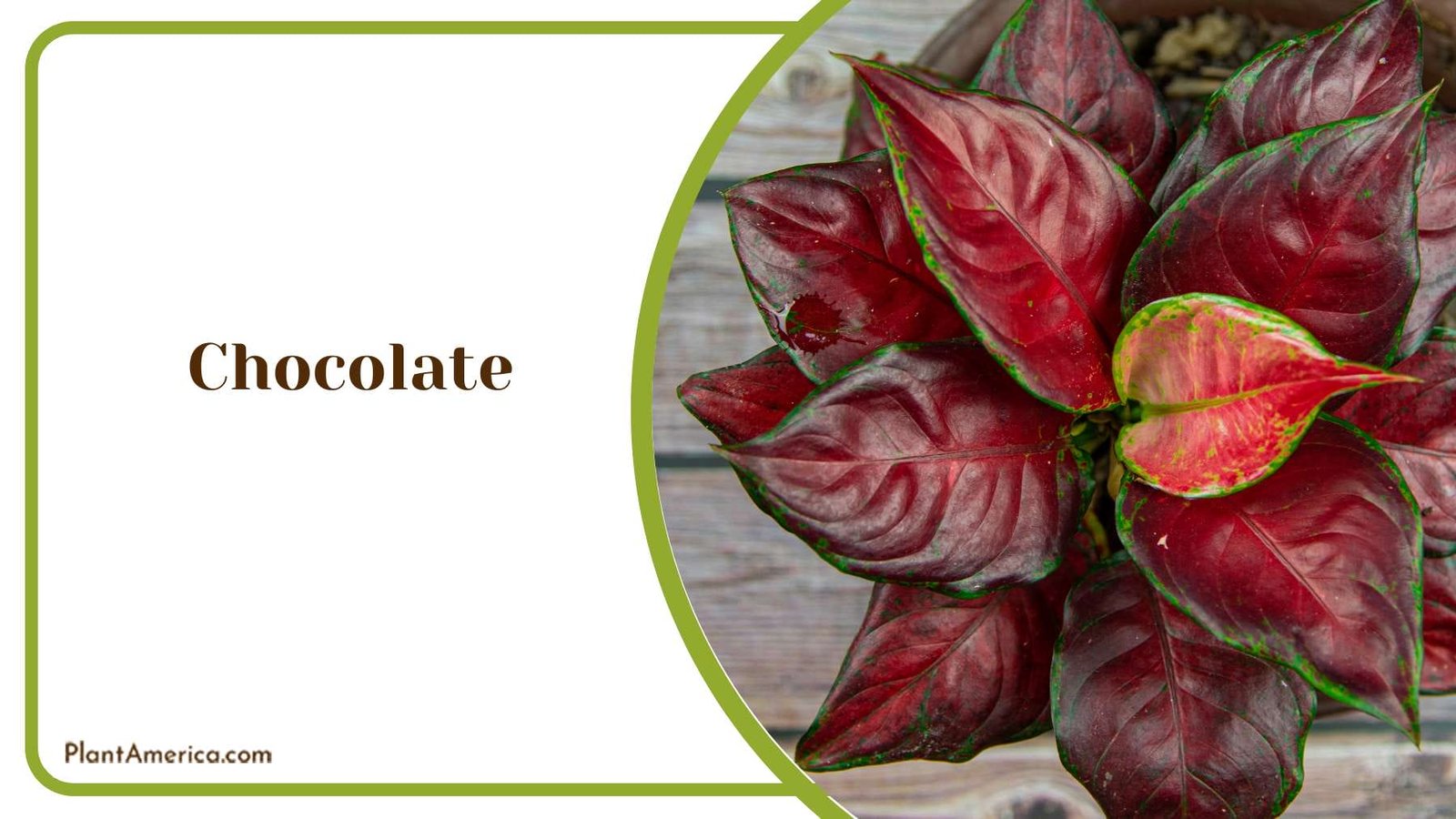 Enchanting Chocolate A Botanical Marvel PlantAmerica