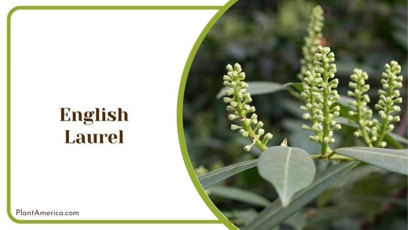 English Laurel Bushes Plant America