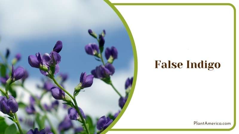 Enhancing Your Landscape With Careful False Indigo Cultivation Plant America