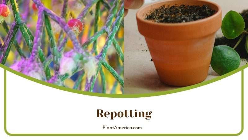 Enough Drainage Holes Needs in The Pot Plant America