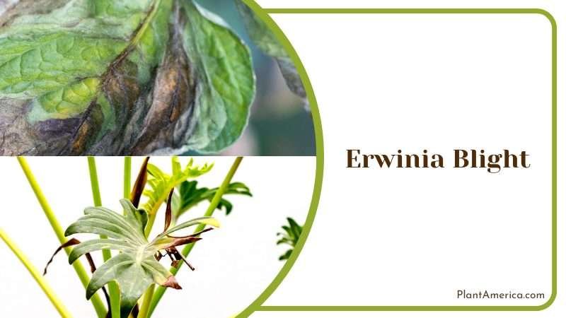 Erwinia Blight Attacks on Philodendronv Plant America