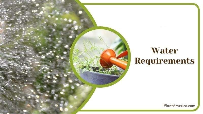 Erythrophyllum Best Watering Practices Plant America