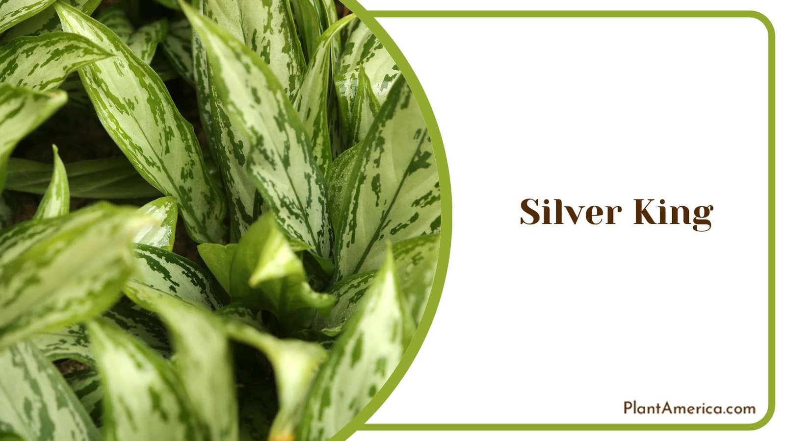 Ethereal Elegance Capturing The Silver King PlantAmerica