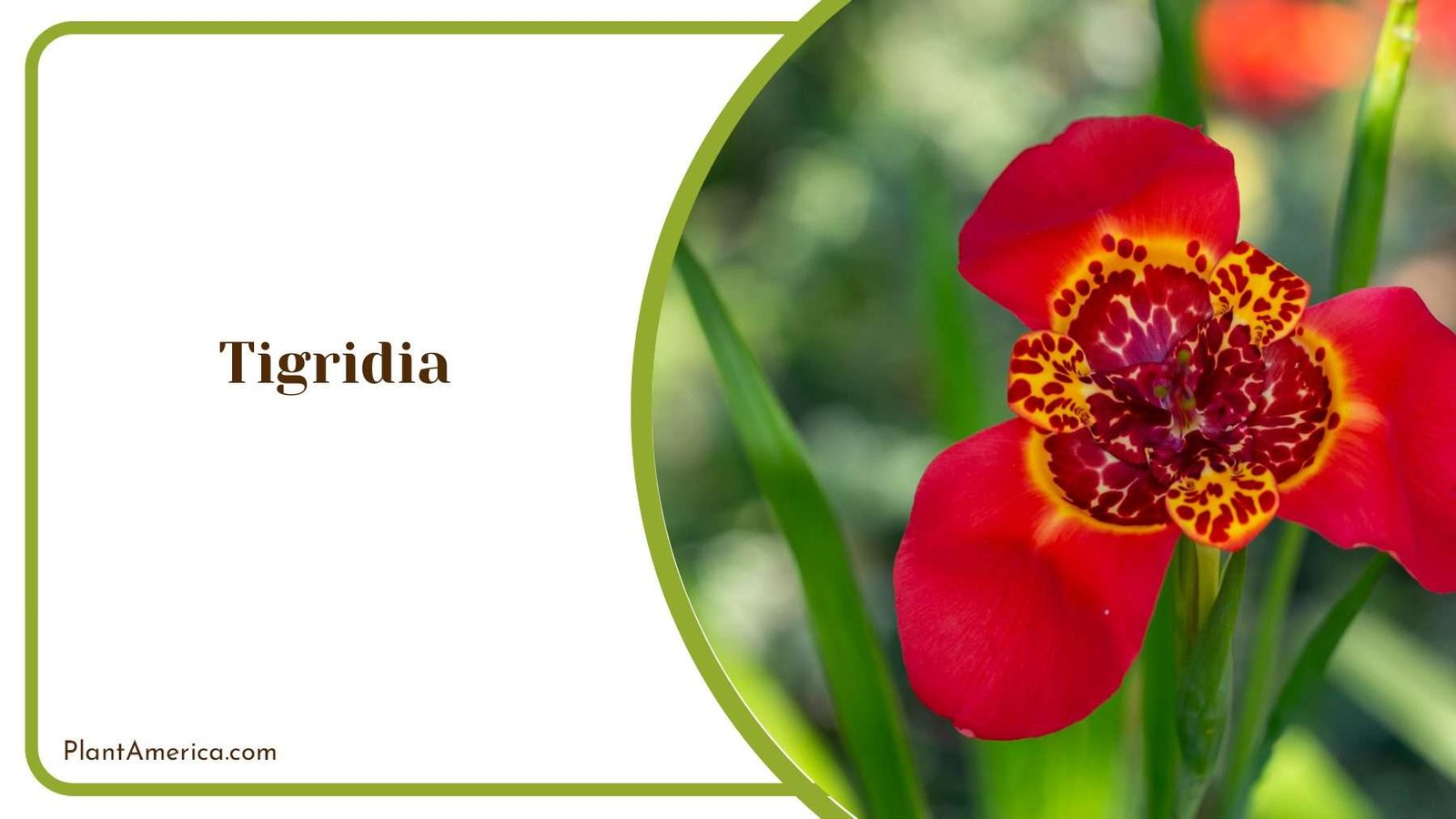 Exotic Beauty Of Mexican Shell Tigridia Flowers Plant America