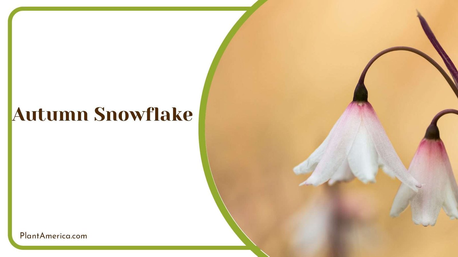 Exploring Fall Beauty With Autumn Snowflake Plant America