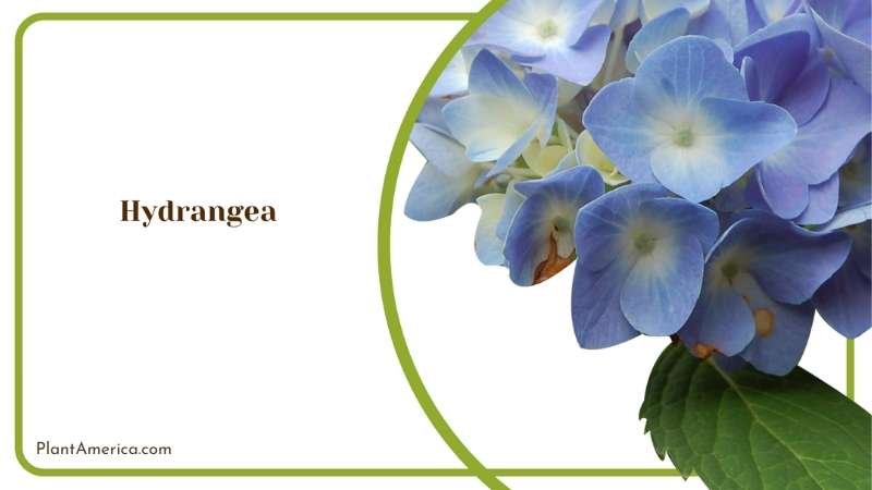 Exploring The Allure Of Hydrangea In Garden Design Plant America