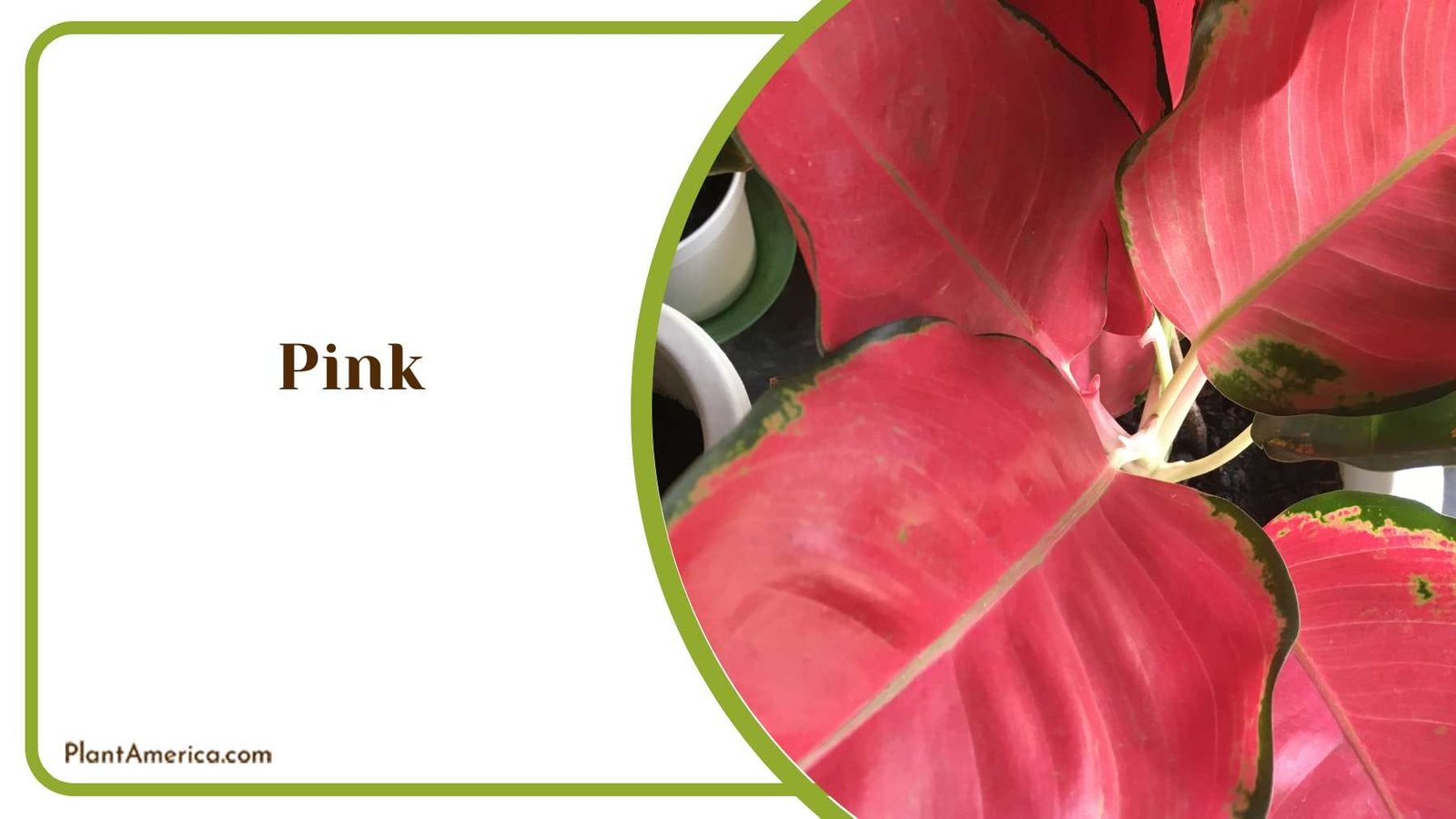 Exploring The Allure Of Pink PlantAmerica