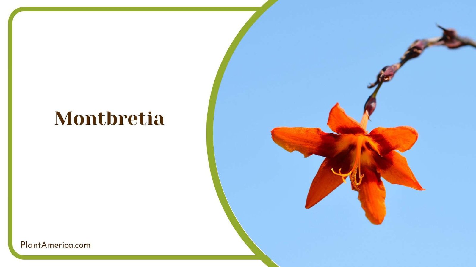 Exploring The Vibrant Colors Of Crocosmia Flowers Plant America
