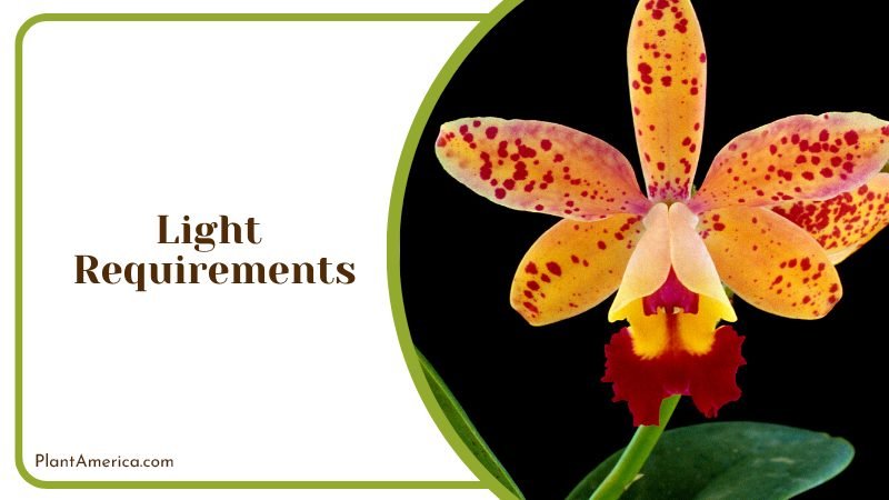 Exquisite Beauty of Cattleya Aclandiae PlantAmerica Exquisite Beauty of Cattleya Aclandiae PlantAmerica