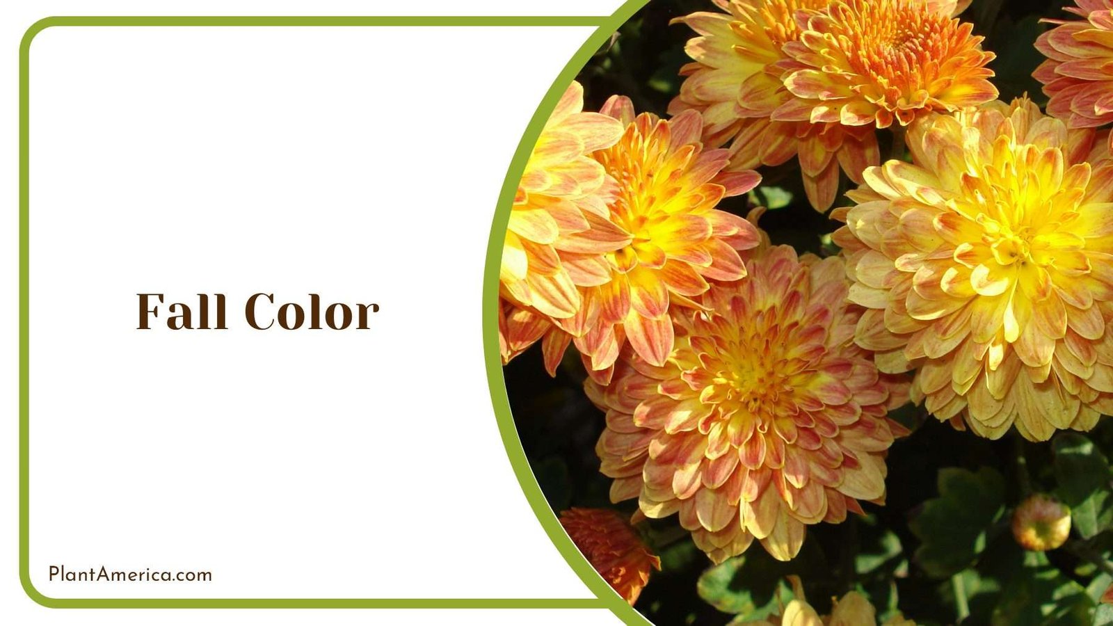 Fall Color Flowers PlantAmerica