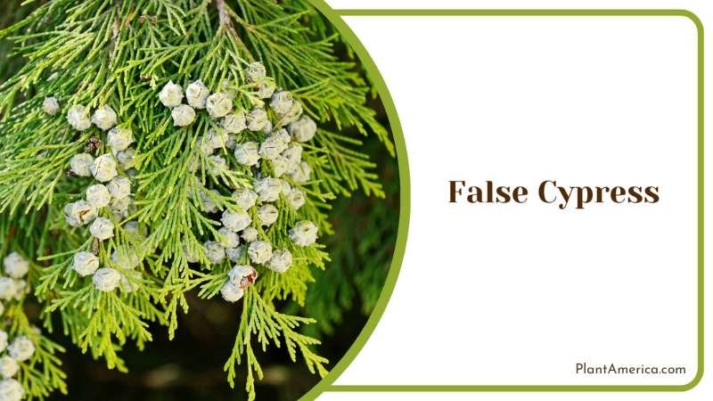 False Cypress Bushes Plant America