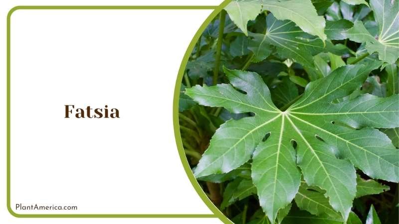 Fatsia Green Leaves Plant America