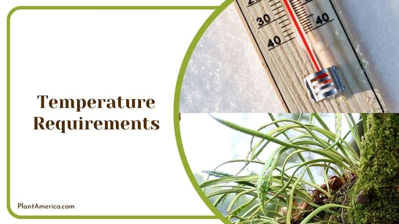 Fern is Not Resistant to Low Temperatures Plant America Fern is Not Resistant to Low Temperatures Plant America