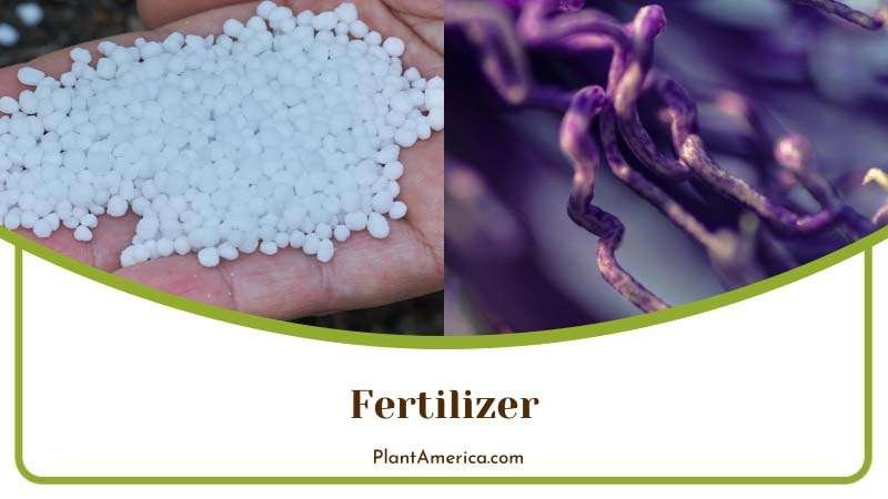 Fertilization for Intensive Plant Growth Plant America Fertilization for Intensive Plant Growth Plant America