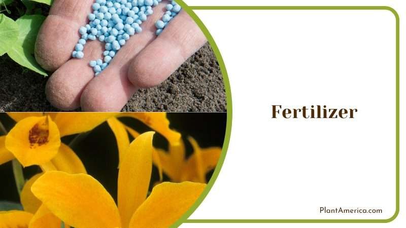 Fertilizer for Cattleya Warscewiczii PlantAmerica Fertilizer for Cattleya Warscewiczii PlantAmerica