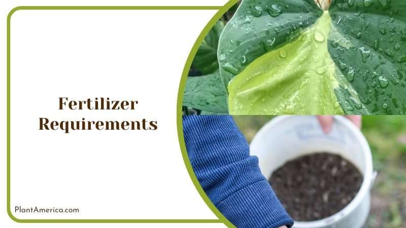 Fertilizer for Philodendron Atabapoense Plant America 1