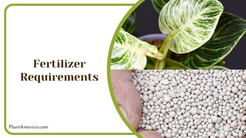 Fertilizer for White Knight Philodendron Plant America Fertilizer for White Knight Philodendron Plant America