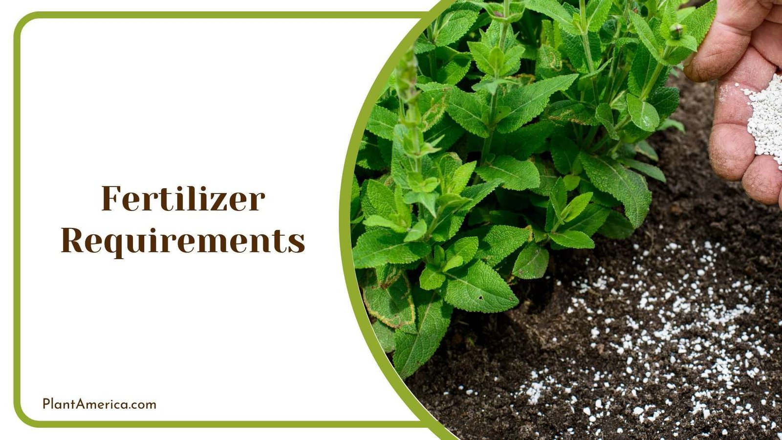 Fertilizing Cattleya Lueddemanniana Plant America Fertilizing Cattleya Lueddemanniana Plant America