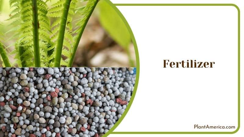 Fertilizing Fern with Humus or Compost Plant America Fertilizing Fern with Humus or Compost Plant America