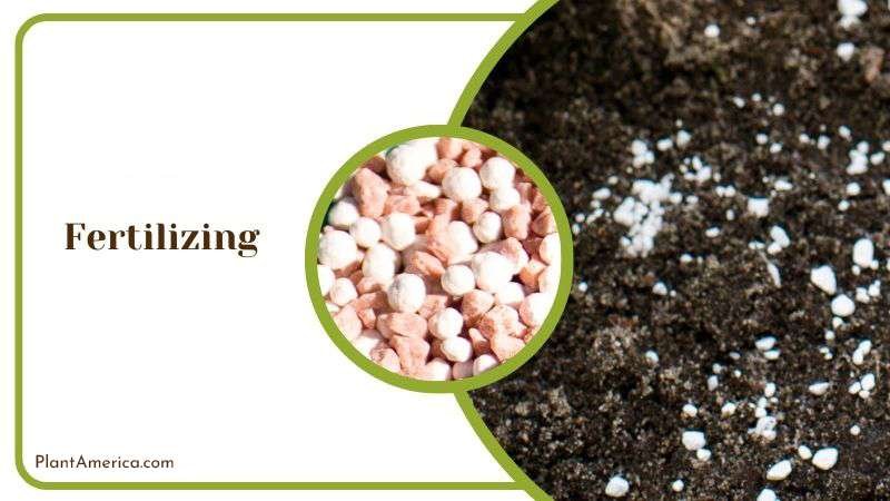 Fertilizing Oxygona Properly