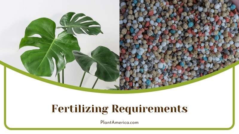 Fertilizing Philodendron Tortum Plant America
