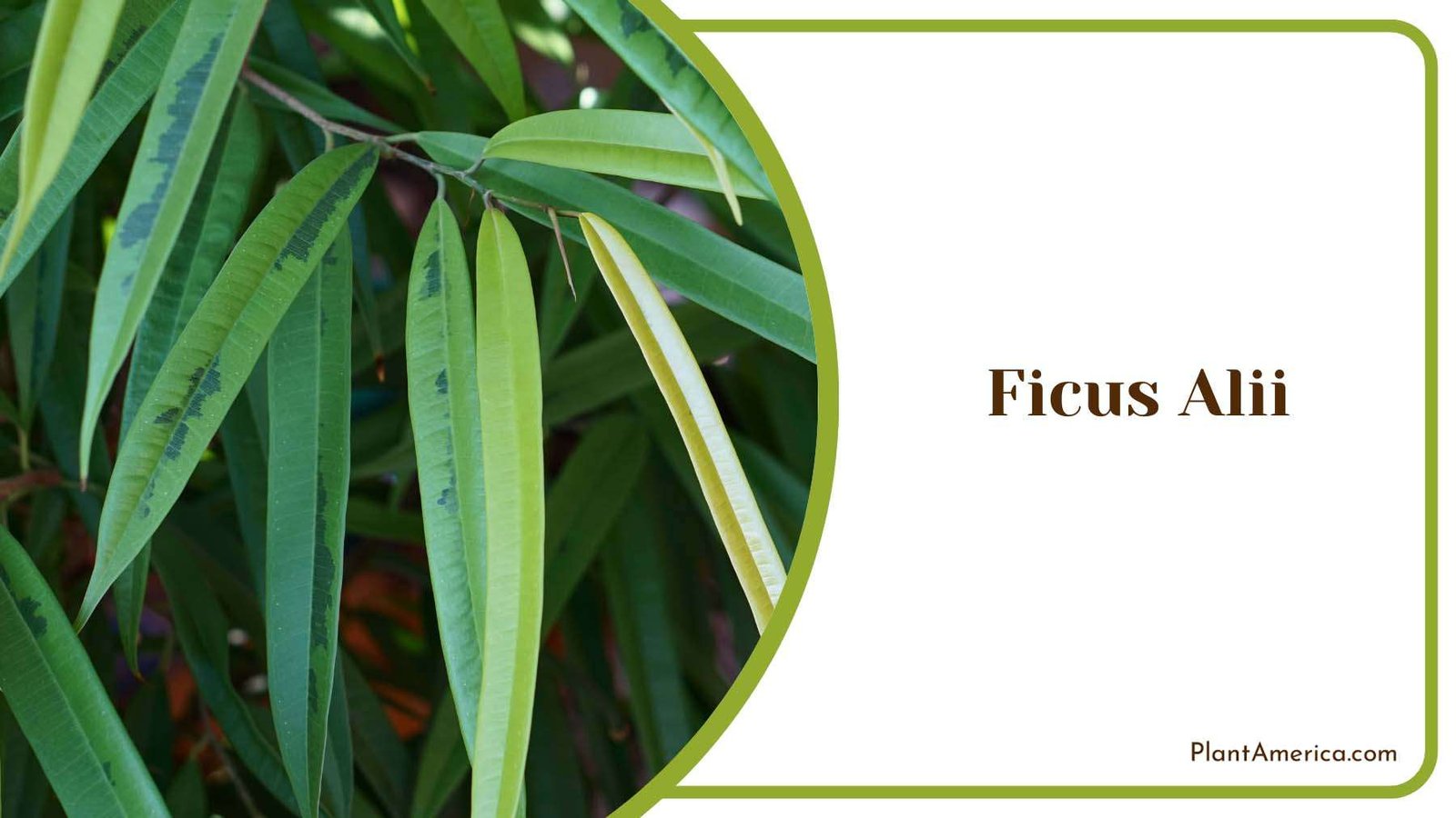Ficus Alii Indoor Plant Plant America