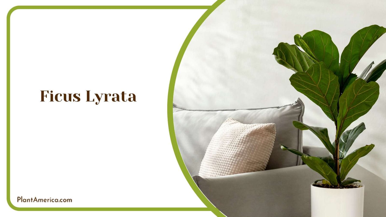 Ficus Lyrata Indoor Decor Plant America