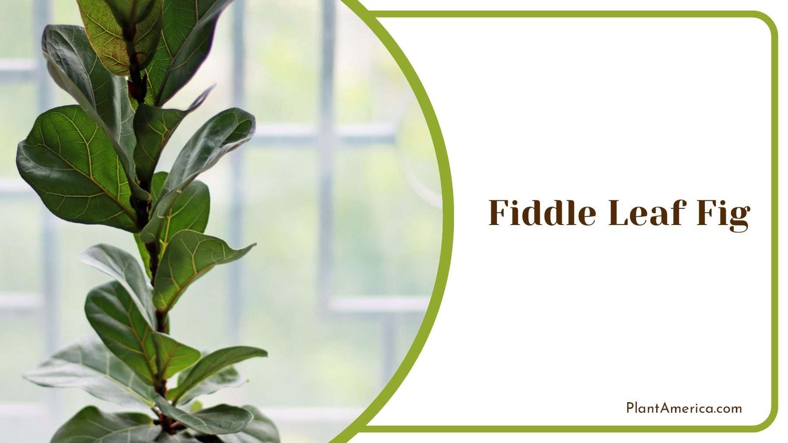Fiddle Leaf Fig Plant America