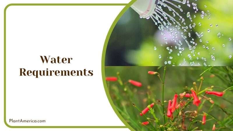 Firecracker Plant Grows Intensively by Watering Plant America