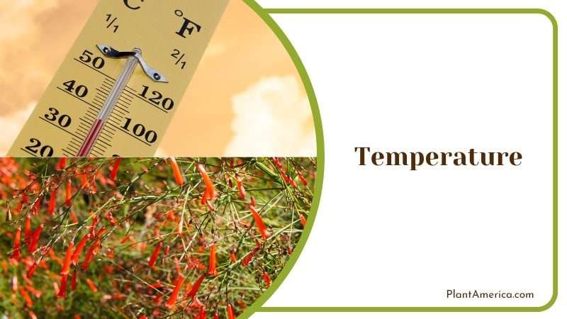 Firecracker Plant Grows in Warmer Temperature Plant America