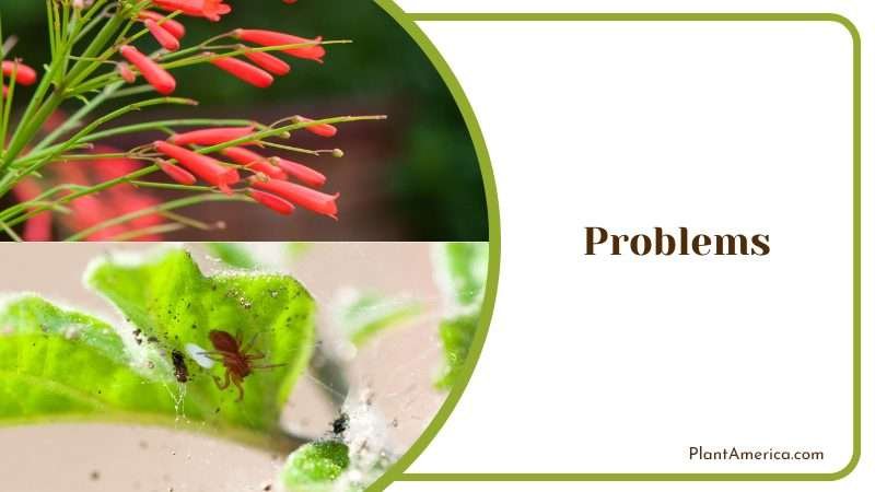 Firecracker Plant Problems Plant America