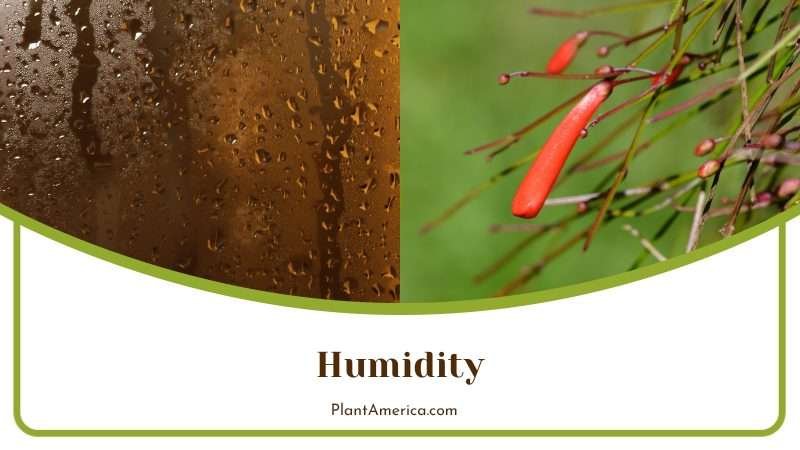 Firecracker Plant Requires High Levels of Humidity Plant America