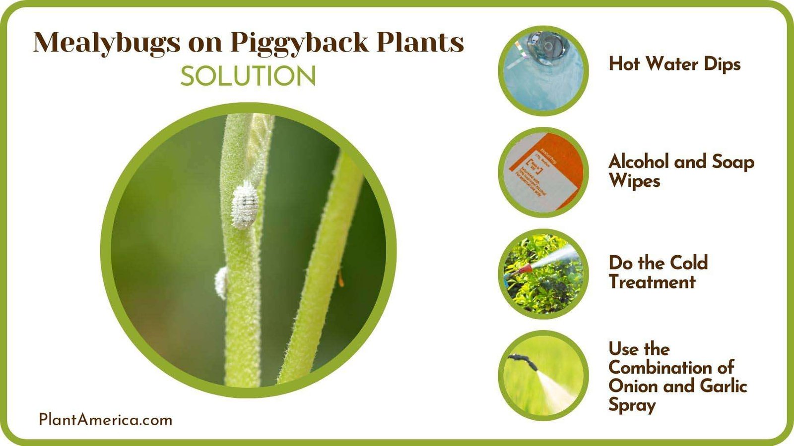 Fixes of Mealybugs on Piggyback Plants Plant America