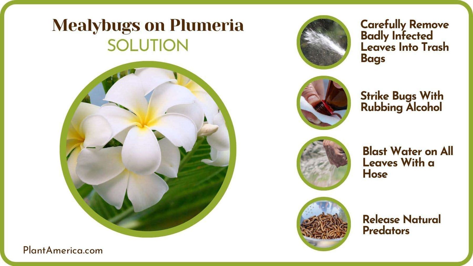 Fixes of Mealybugs on Plumeria Plant America