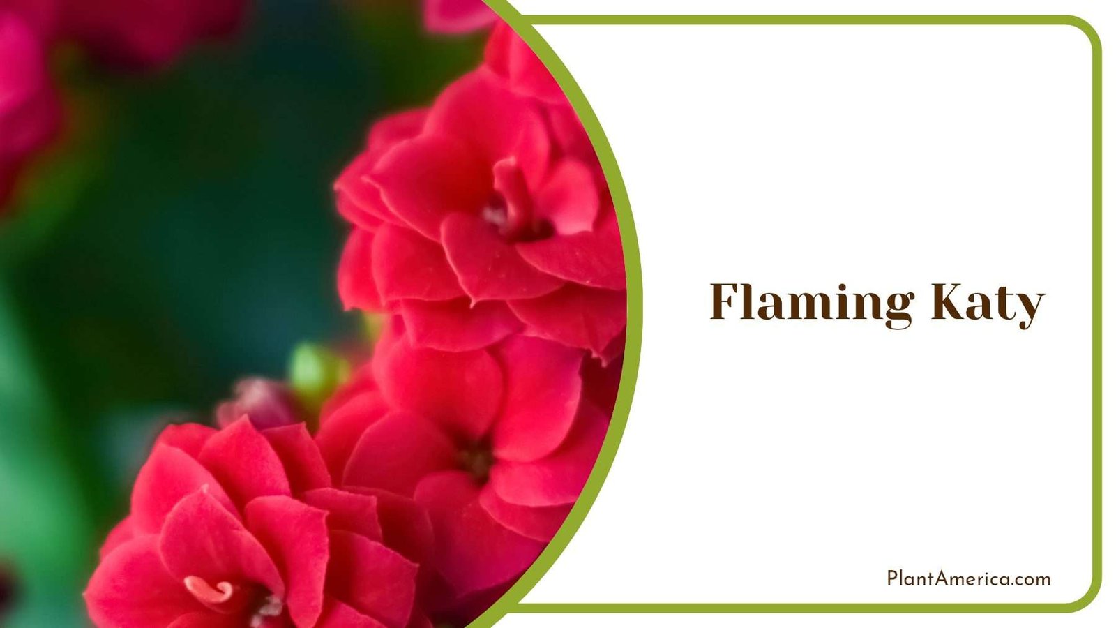 Flaming Katy Blooms Plant America