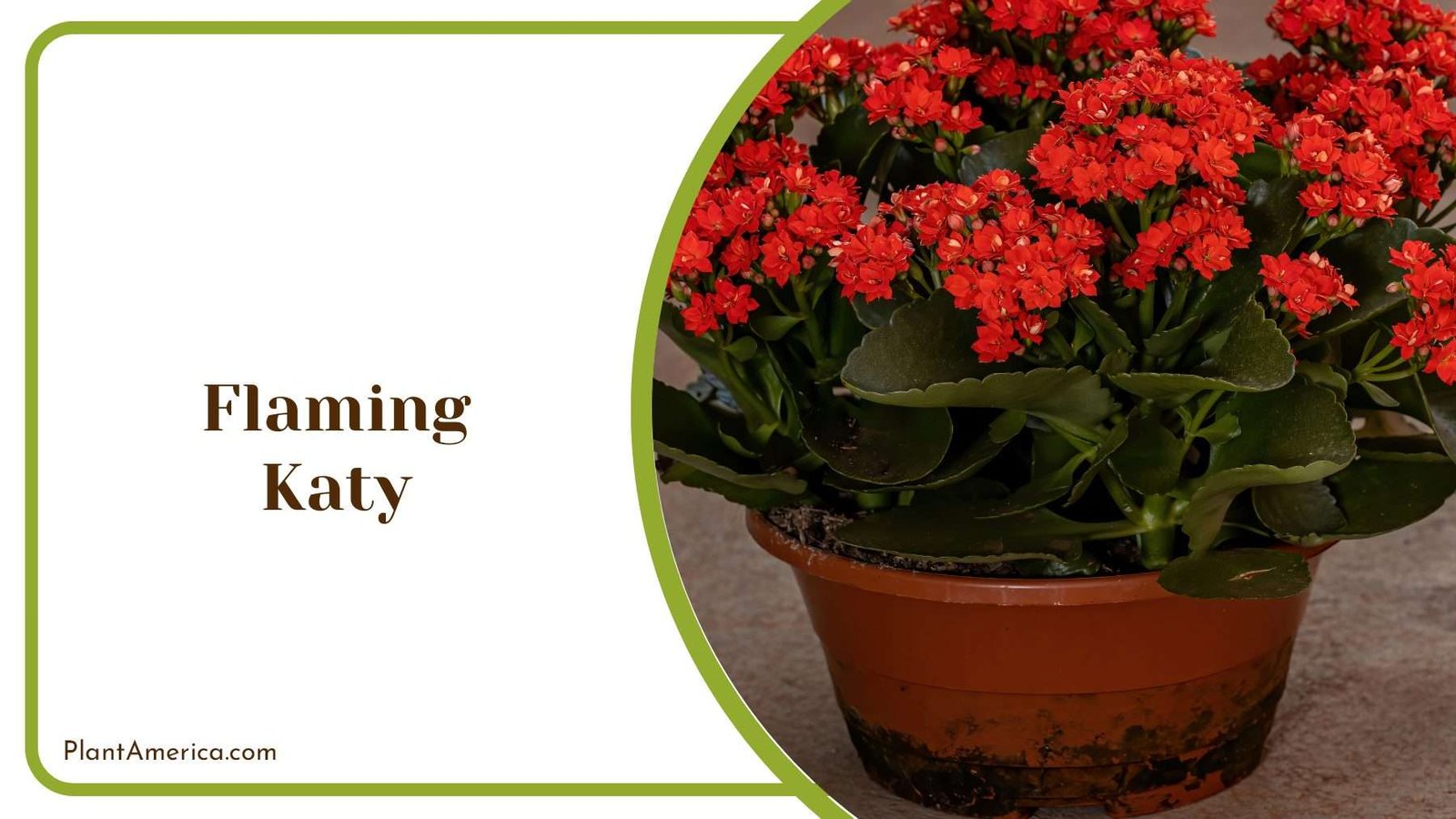 Flaming Katy Red Tiny Flowers Plant America Flaming Katy Red Tiny Flowers Plant America