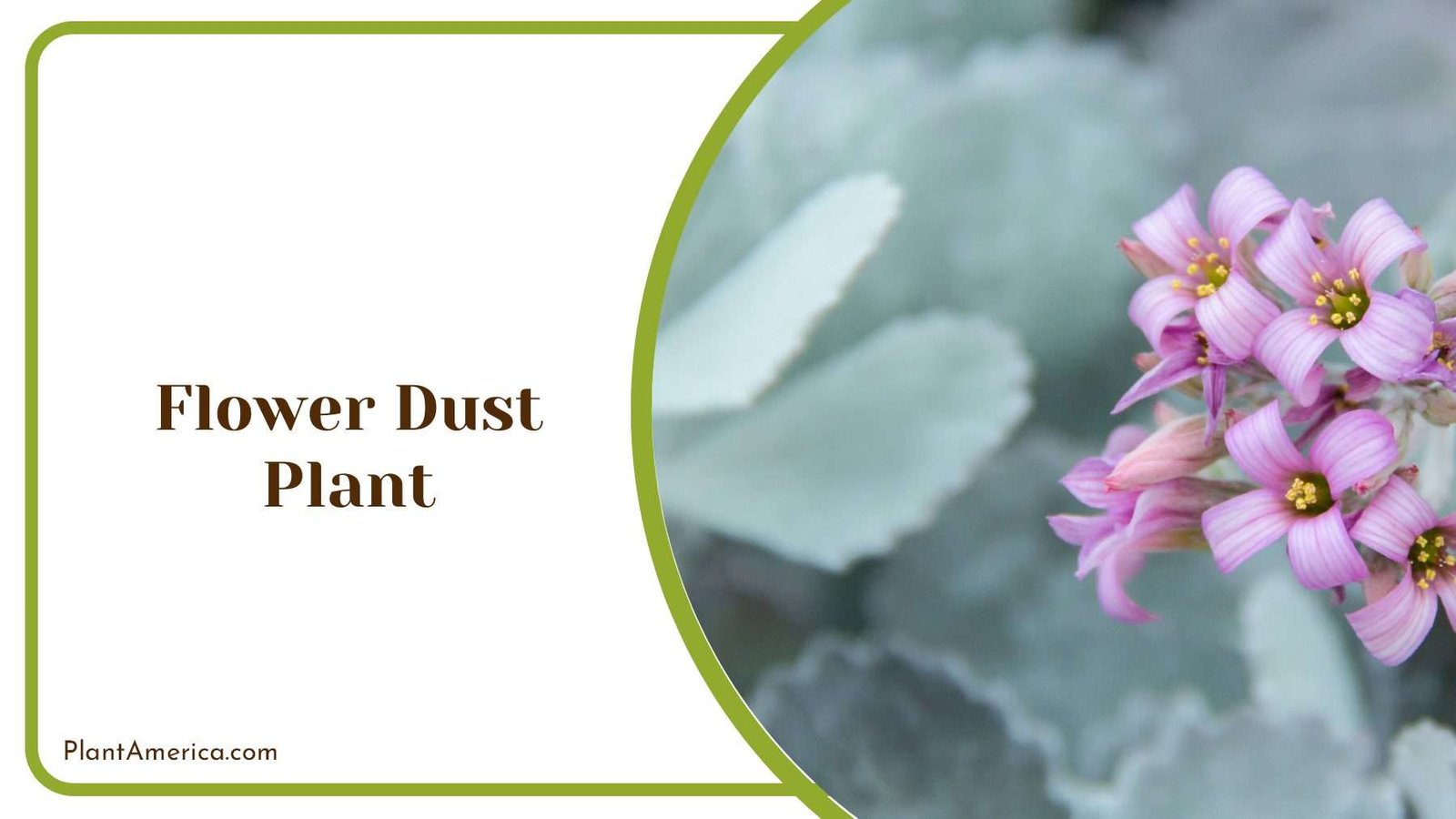 Flower Dust Plant With Low Growing Rosettes Plant America