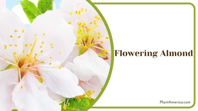 Flowering Almond White Bushes Plant America