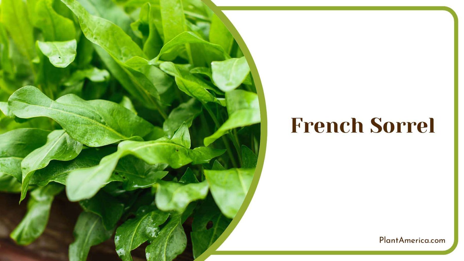 French Sorrel Green Leaves Plant America
