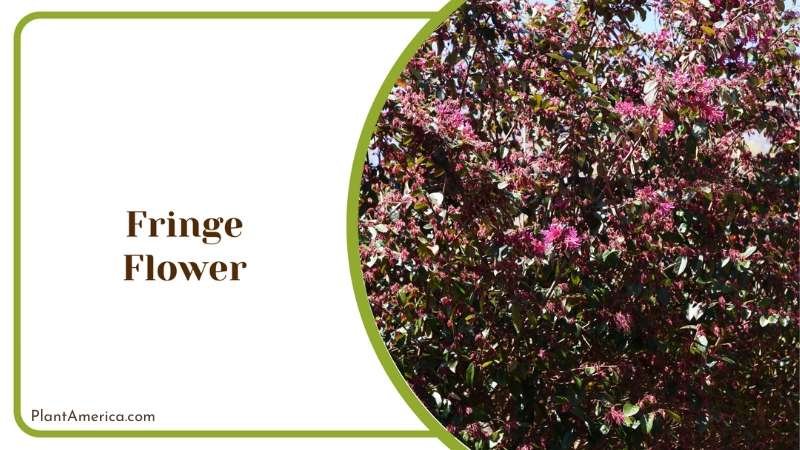 Fringe Flower Bushes Plant America