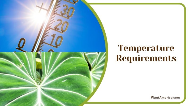 Frost Sensitive Alocasia Zebrina ~ PlantAmerica