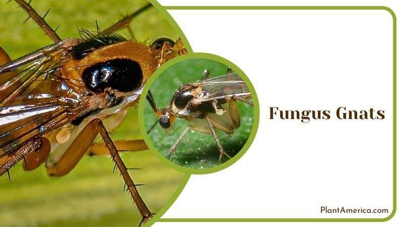 Fungus Gnats in Calathea Plant ~ PlantAmerica