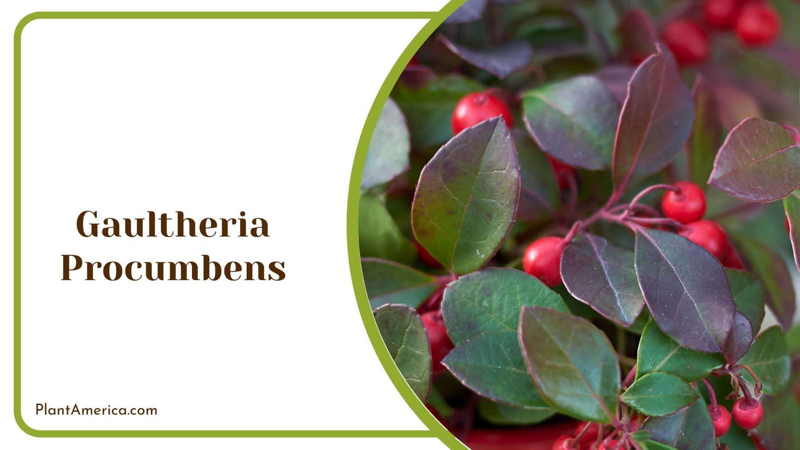 Gaultheria Procumbens Ground Covers Plant America