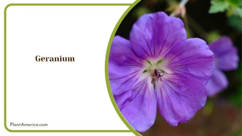 Geranium Creating A Lively And Colorful Garden Haven Plant America