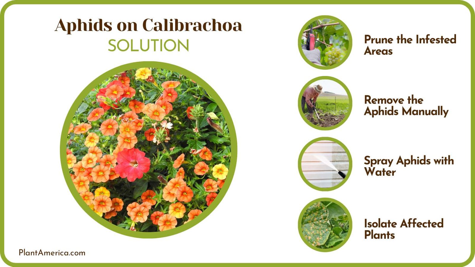 Get Rid of Aphids on Plants PlantAmerica Get Rid of Aphids on Plants PlantAmerica