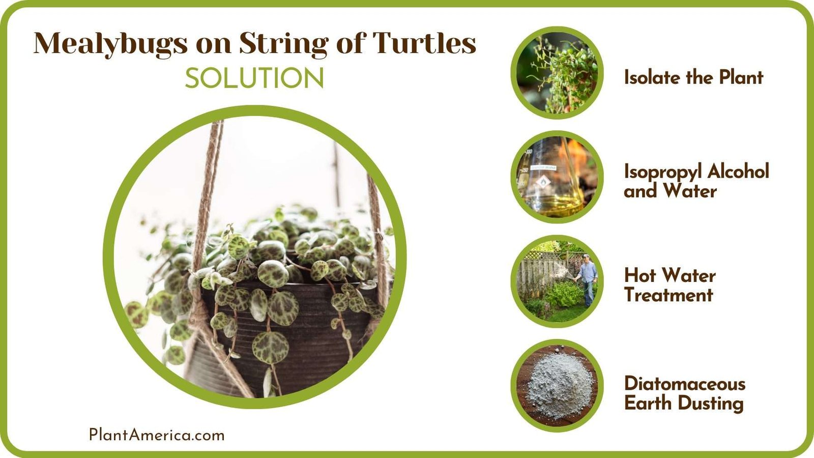 Get Rid of Mealybugs Plant America
