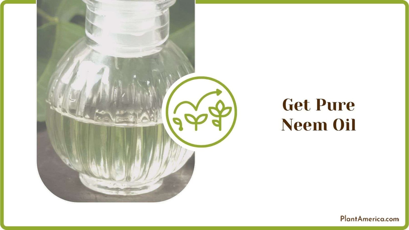 Getting Pure Neem Oil Plant America